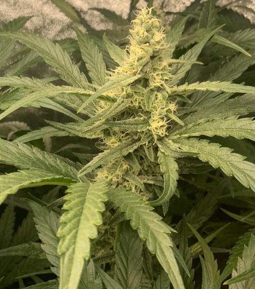 Super Lemon Haze. Week 7