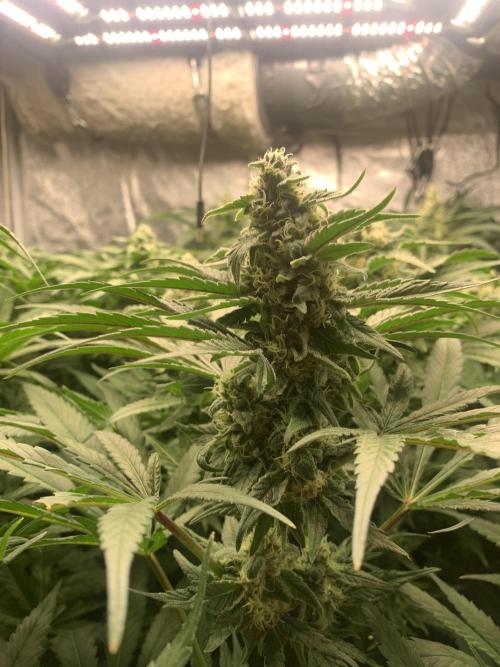 Super Lemon Haze. Week 7