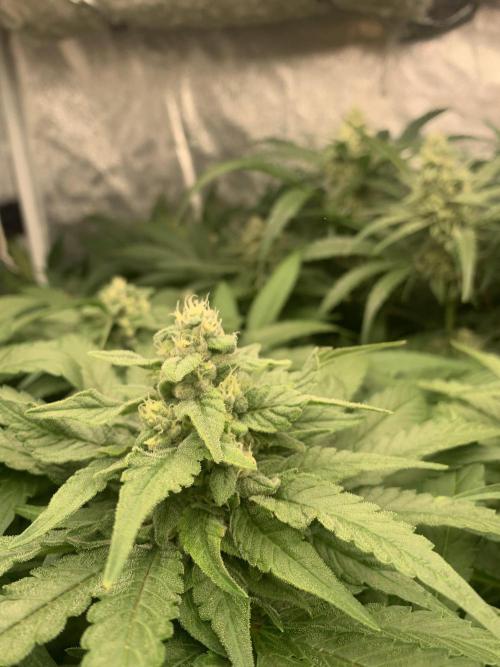 Super Lemon Haze. Week 7