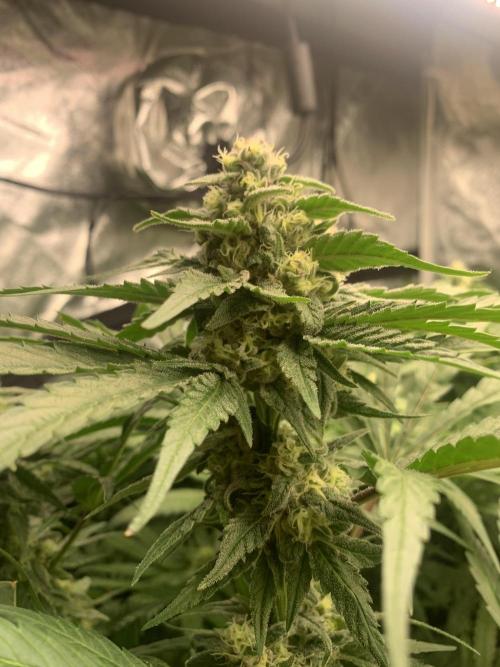 Super Lemon Haze. Week 7