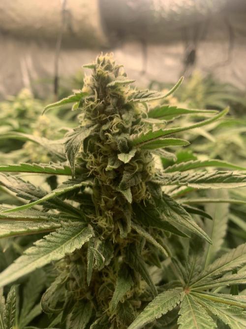 Super Lemon Haze. Week 7