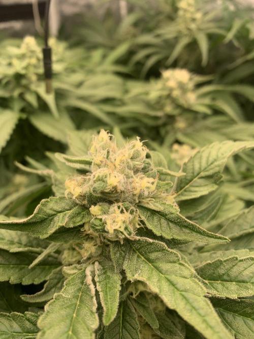 Super Lemon Haze. Week 7