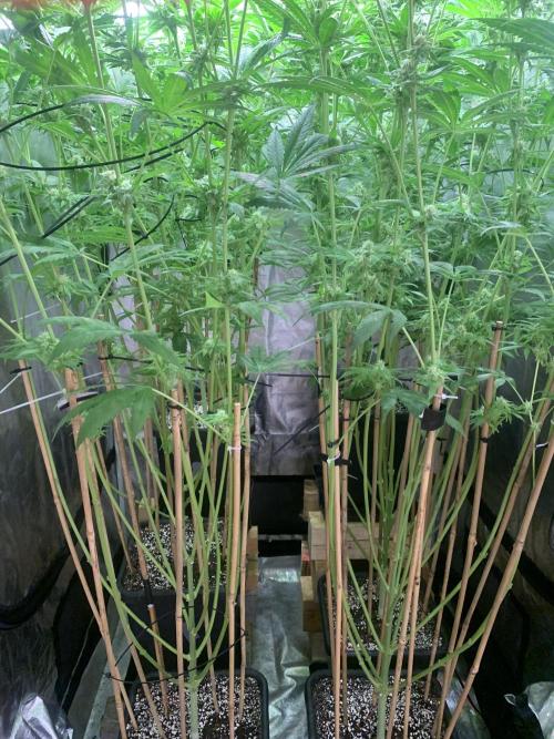 Super Lemon Haze. Week 7 - 44d12/12