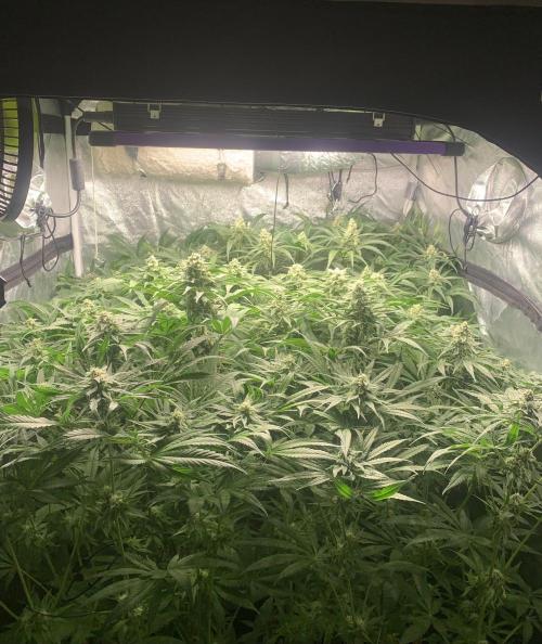 Super Lemon Haze. Week 7 - 44d12/12