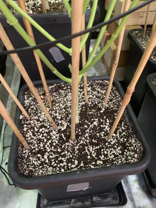 Super Lemon Haze. Week 7 - 45d12/12