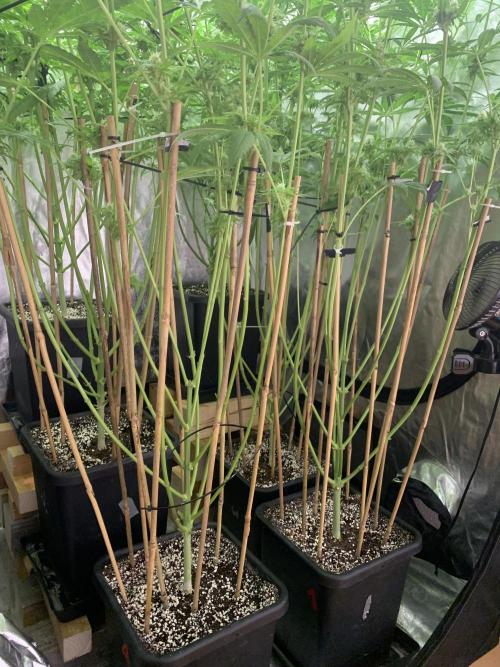 Super Lemon Haze. Week 7 - 45d12/12