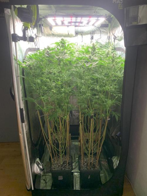 Super Lemon Haze. Week 7 - 45d12/12