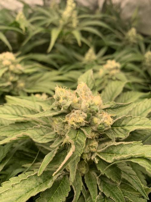 Super Lemon Haze. Week 7 - 45d12/12