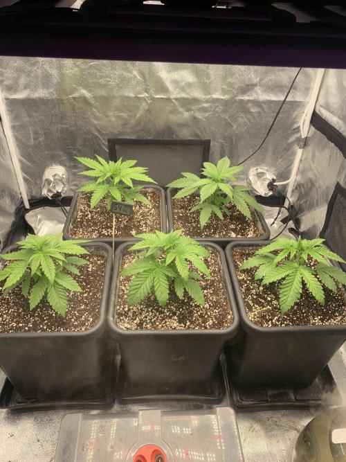 Super Lemon Haze. Week 3