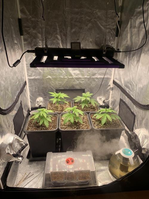 Super Lemon Haze. Week 3