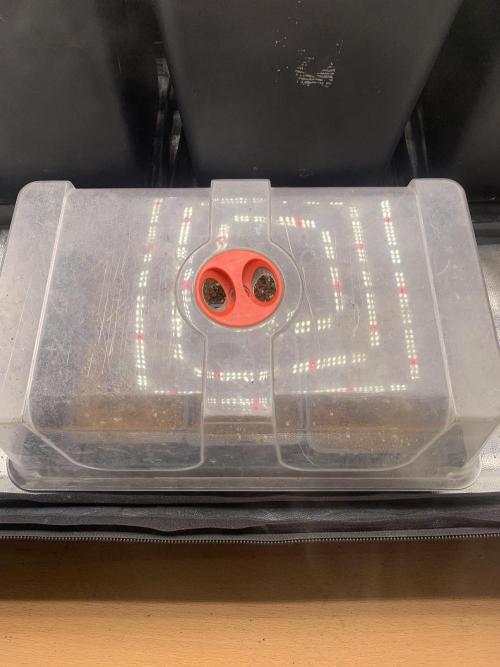 AK47-Serious Seeds. Week 1