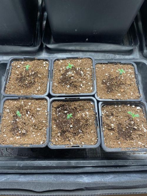 AK47-Serious Seeds. Week 1