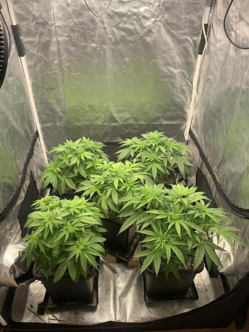 Super Lemon Haze. Week 5