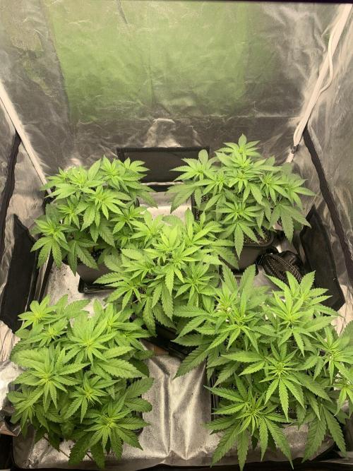 Super Lemon Haze. Week 5