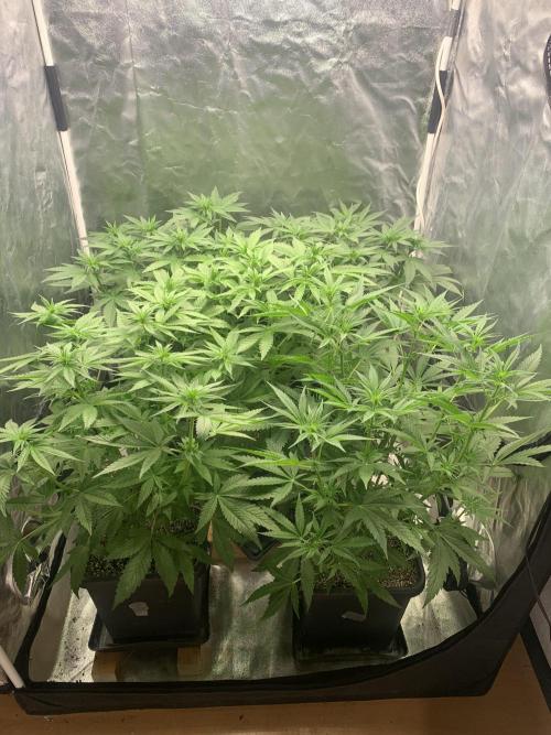 Super Lemon Haze. Week 6