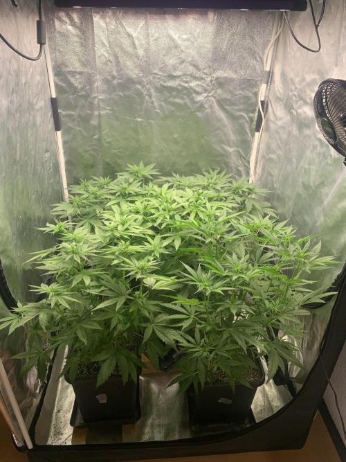 Super Lemon Haze. Week 6