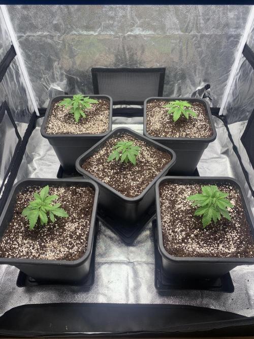 AK47-Serious Seeds. Week 2