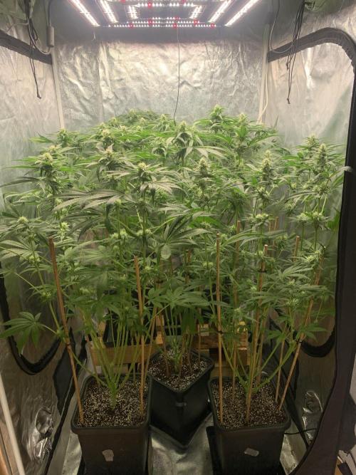 Super Lemon Haze. Week 9