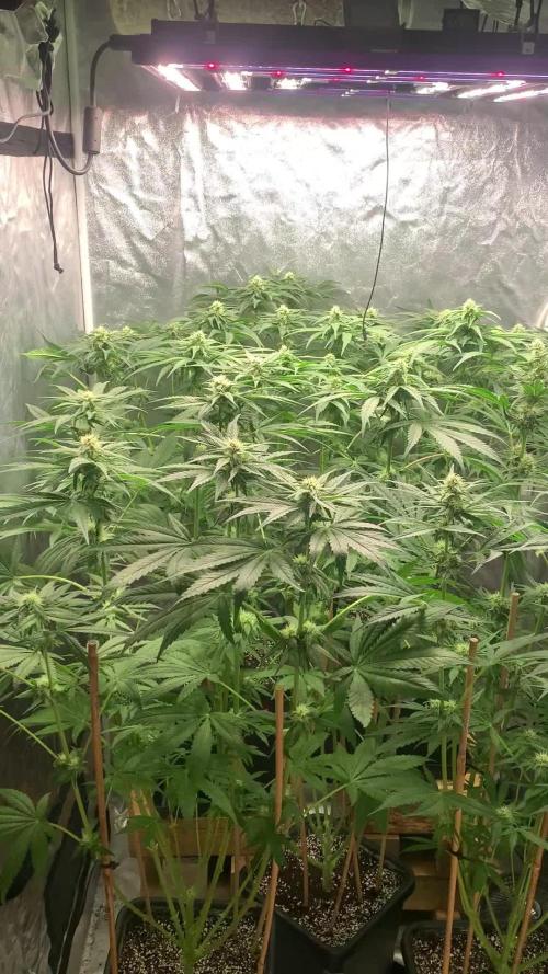 Super Lemon Haze