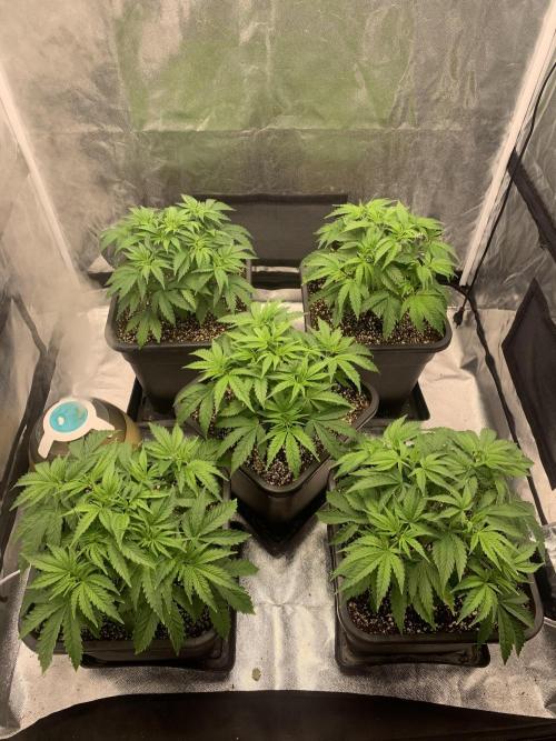 AK47-Serious Seeds. Week 4