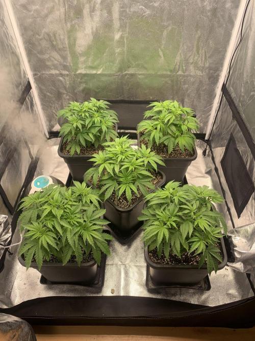 AK47-Serious Seeds. Week 4