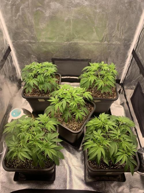 AK47-Serious Seeds. Week 4 - Po defoliaci :)