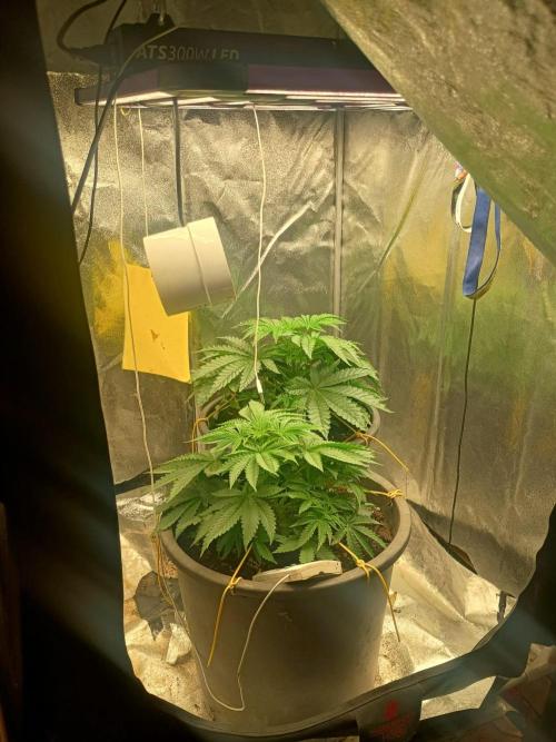 cream caramel. Week 4 - 17.10