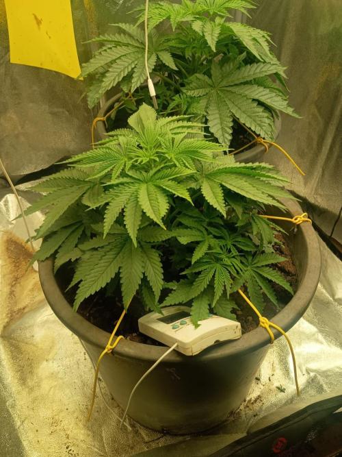 cream caramel. Week 4