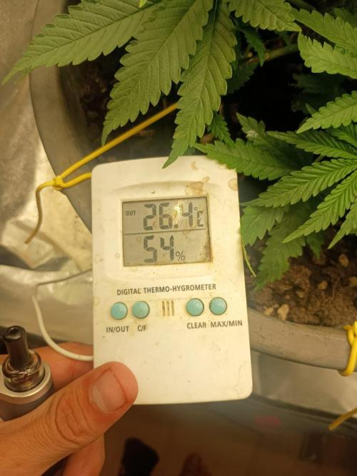 cream caramel. Week 4