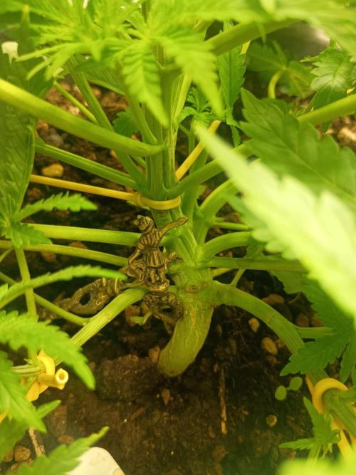 cream caramel. Week 4