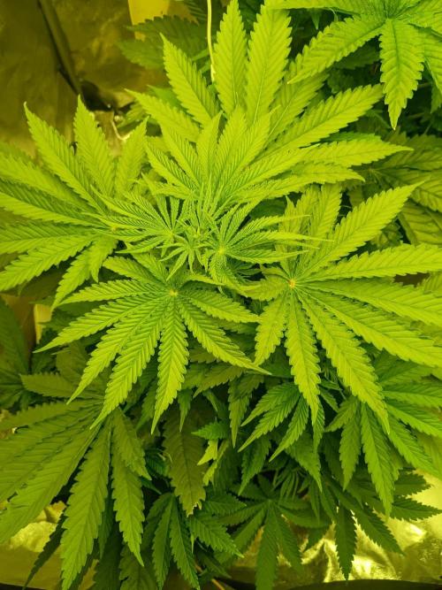 cream caramel. Week 5