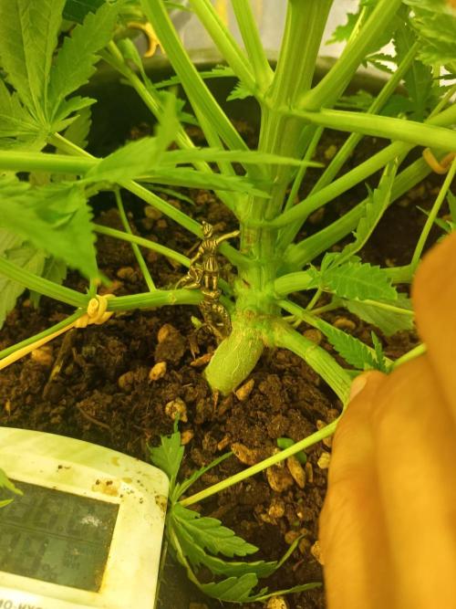 cream caramel. Week 5