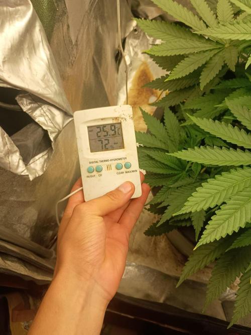 cream caramel. Week 5