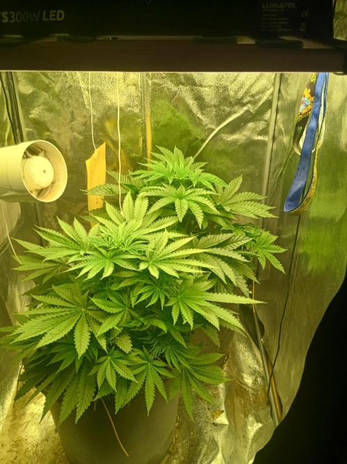 cream caramel. Week 5