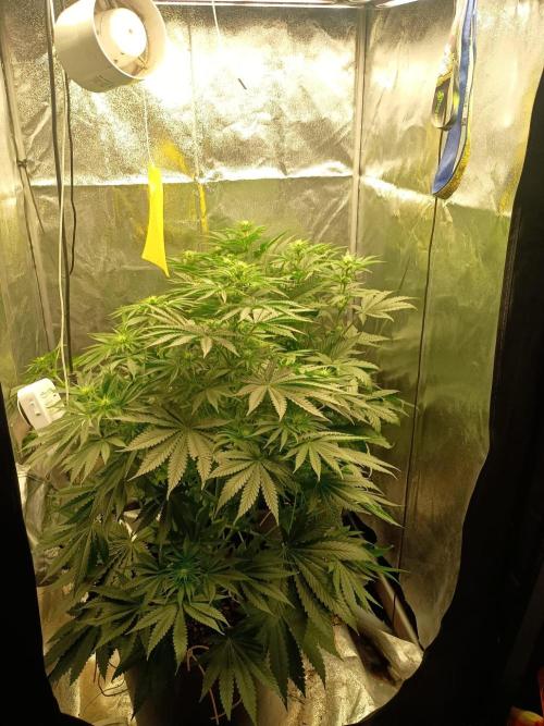 rainbow f1. Week 7