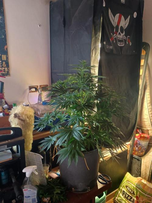 cream caramel. Week 7 - 03.11