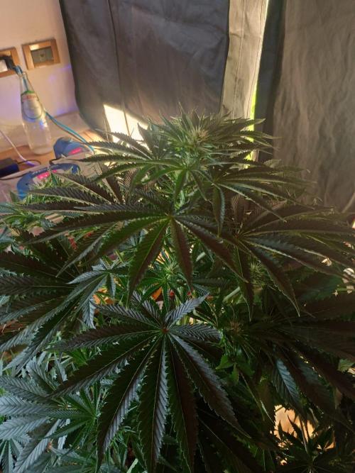 cream caramel. Week 7