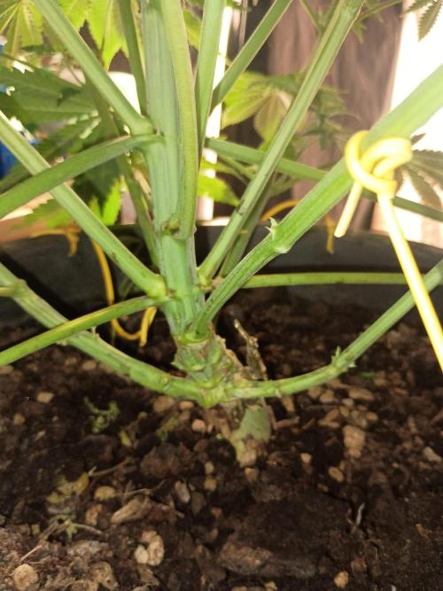 cream caramel. Week 7