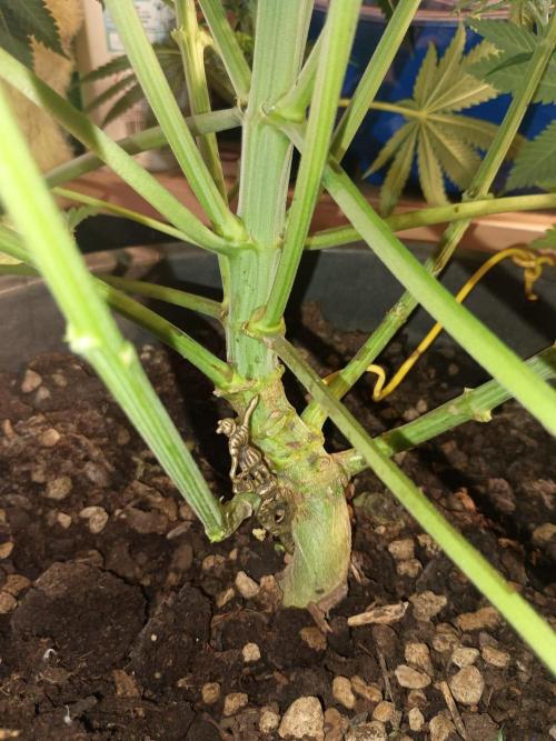 cream caramel. Week 7