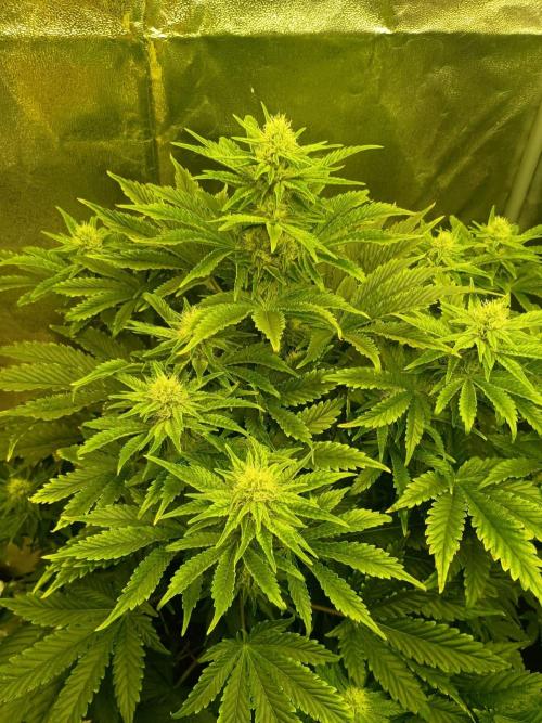 rainbow f1. Week 8 - 10.11