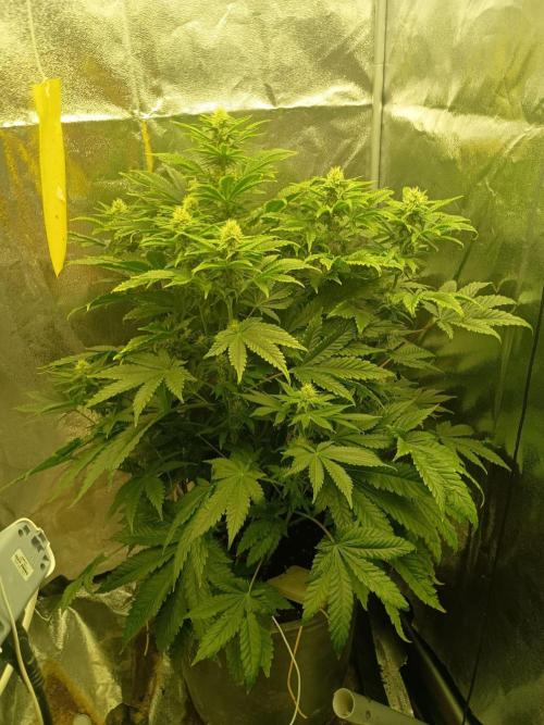 rainbow f1. Week 8