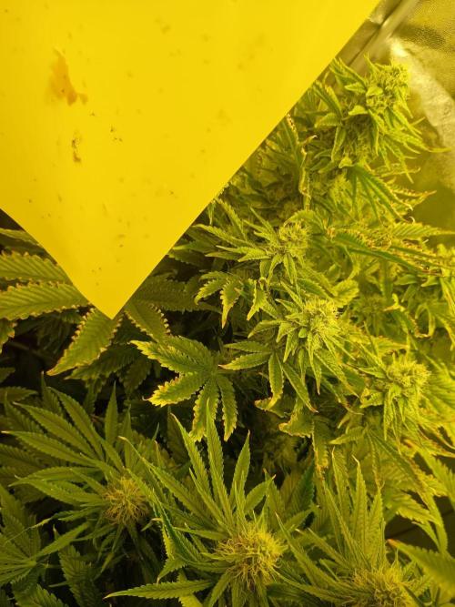 rainbow f1. Week 9 - 16.11