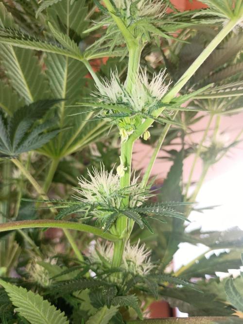 cream caramel. Week 8 - 10.11