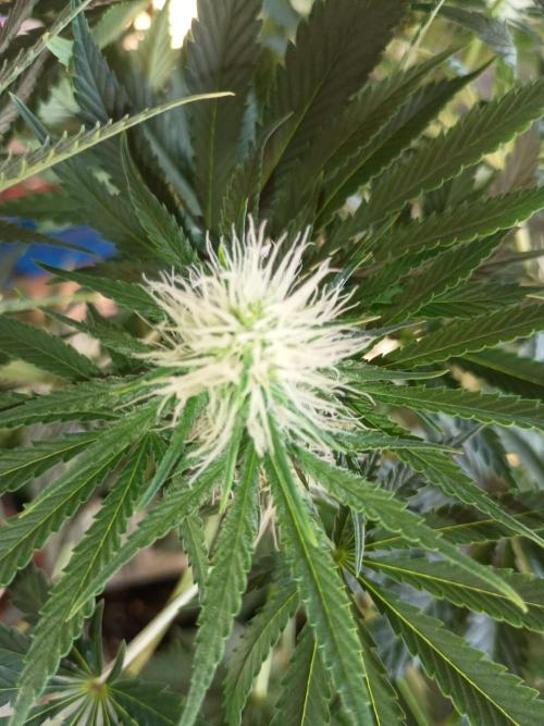 cream caramel. Week 8