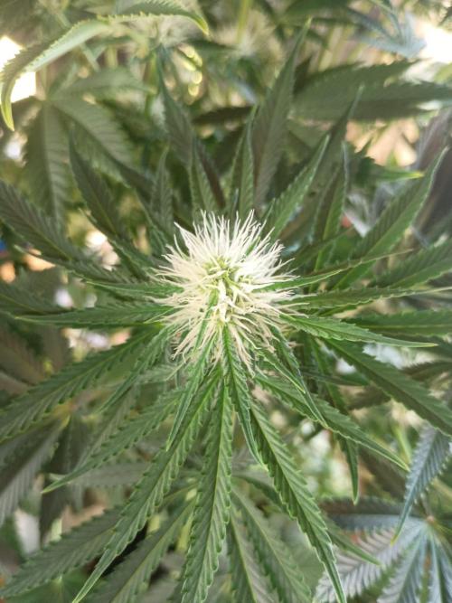 cream caramel. Week 8