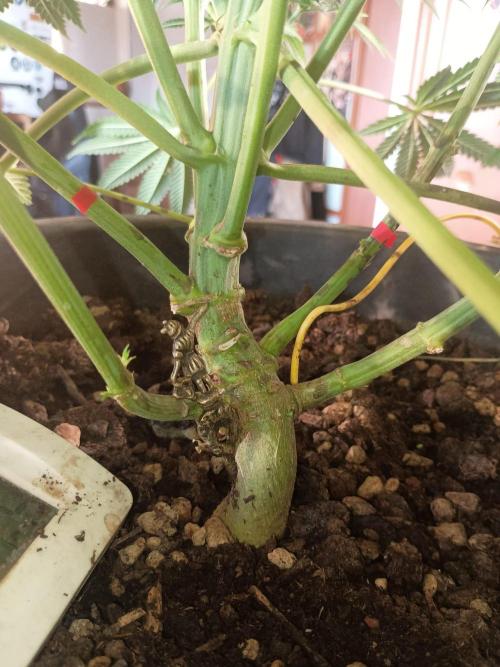 cream caramel. Week 8