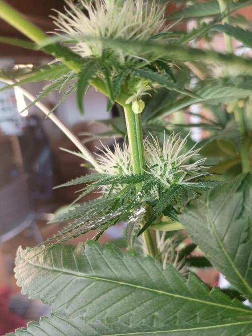 cream caramel. Week 8