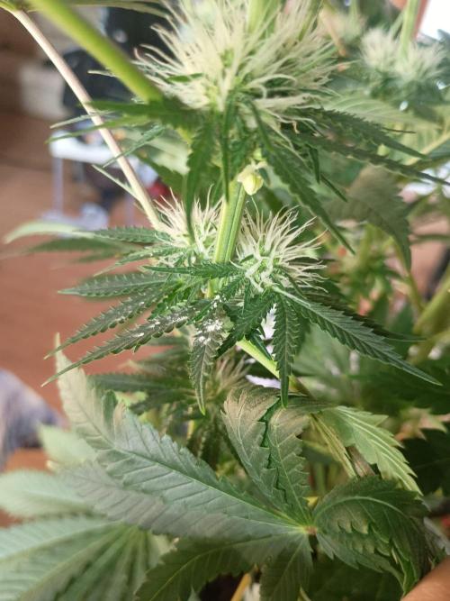 cream caramel. Week 8