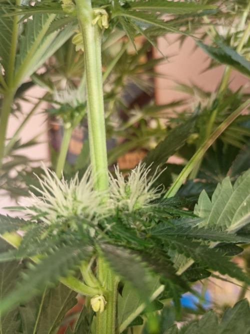 cream caramel. Week 8