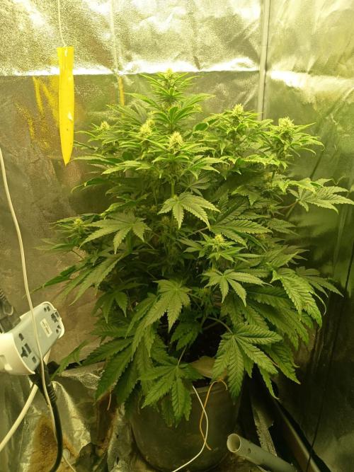 cream caramel. Week 8